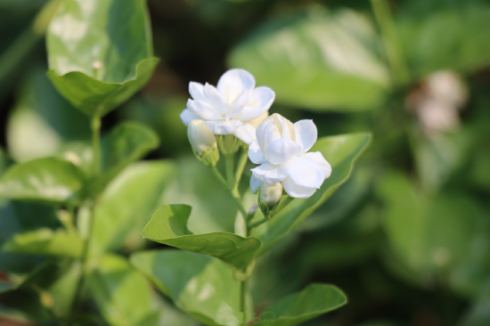 广西横州：一朵茉莉花成就一座城