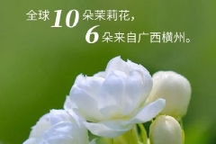 全球10朵茉莉花，6朵来自广西横州！横州市打造“茉莉花 ”特色产业推动产城乡融合发展